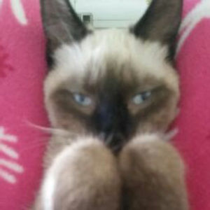 Meet your Posher, Redwolfe